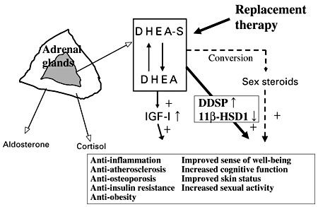 Steroid hormone biosynthetic pathway. Схема синтеза тестостерона. Соотношение дгэа кортизол. Кортизол норма у женщин в мкг/дл. Соотношение дгэа кортизол.